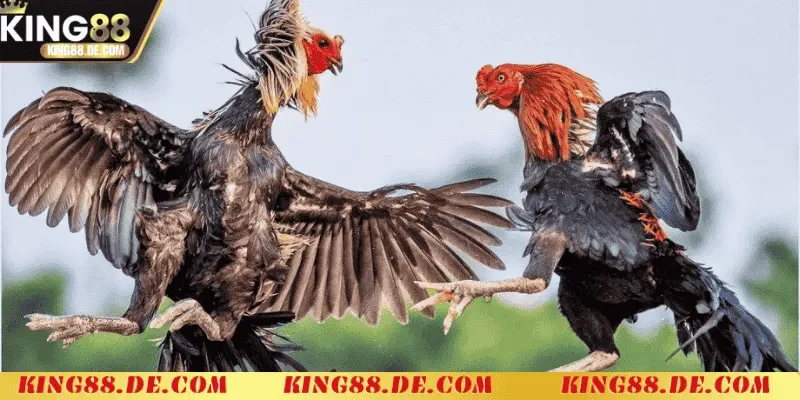 cach tham gia va xem tran dau da ga cua dao