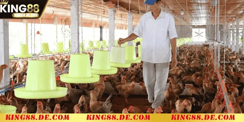 quan ly dan ga chuyen nghiep